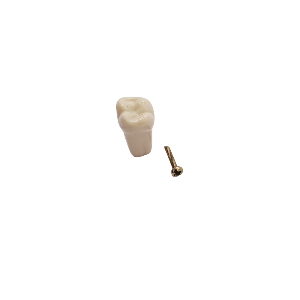 Columbia Dentoform Typodont Ivorine Teeth (T-560 #1)