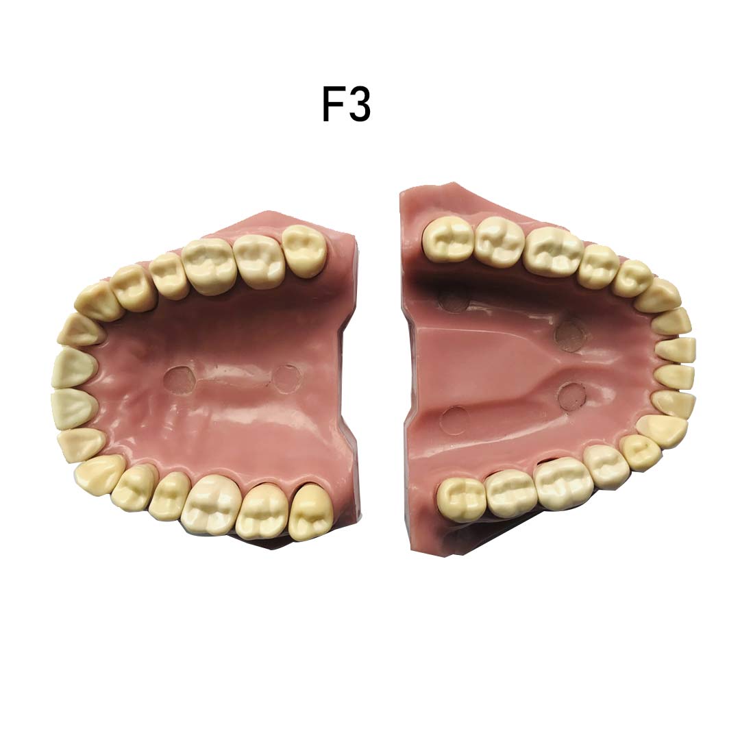 API Jaw Set with Typodonts - F3