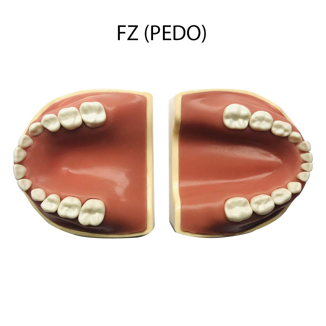 API Jaw Set with Typodonts - NZ (PEDO)