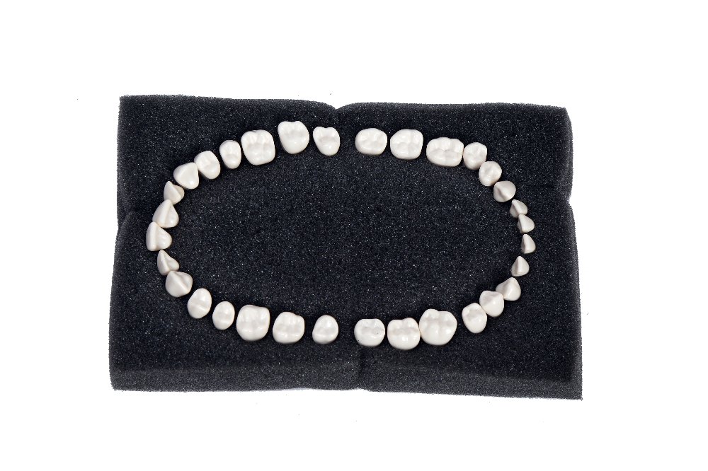 API Typodont Teeth Set of 32 with Screw - FG3