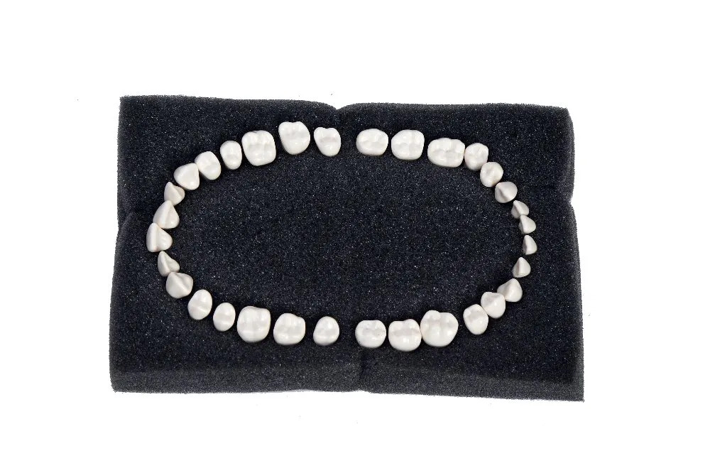 API Typodont Teeth Set with Screw