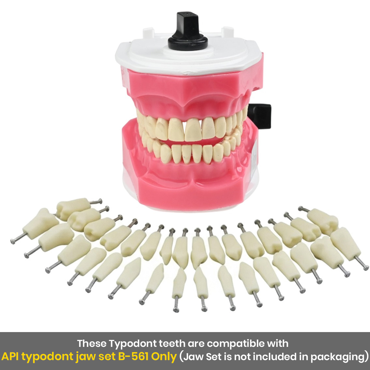 API Typodonts Individual B561 - Adult Size