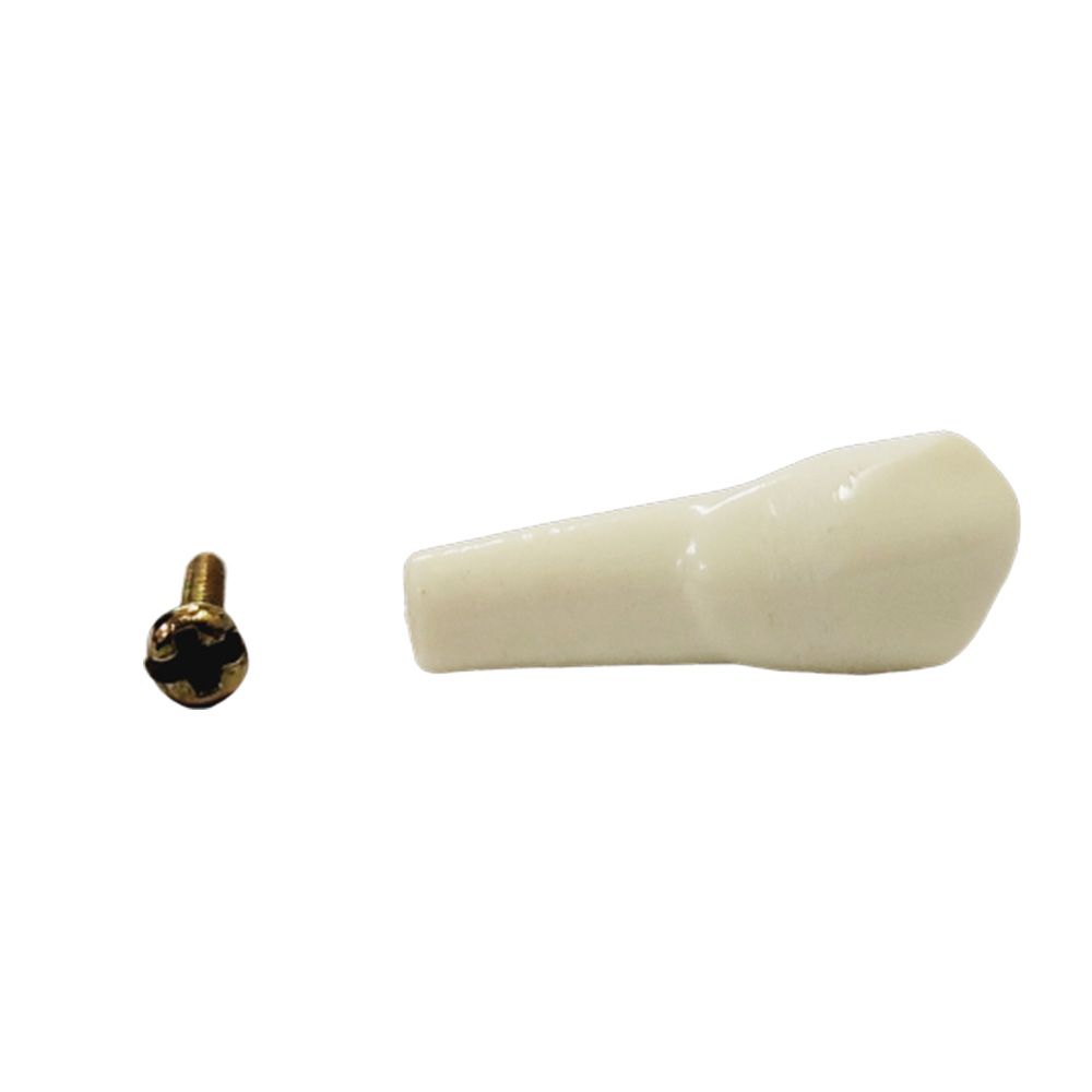 API Upper Right Canine Typodonts Individual B561 - #13