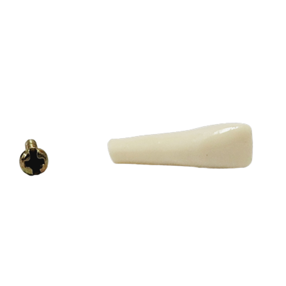 API Lower Left Central Incisor Typodonts Individual-B561-31