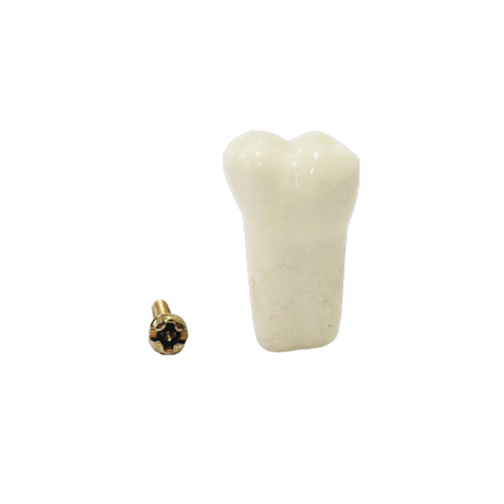 API Lower Left Second Molar Typhodonts Individual-B561-37