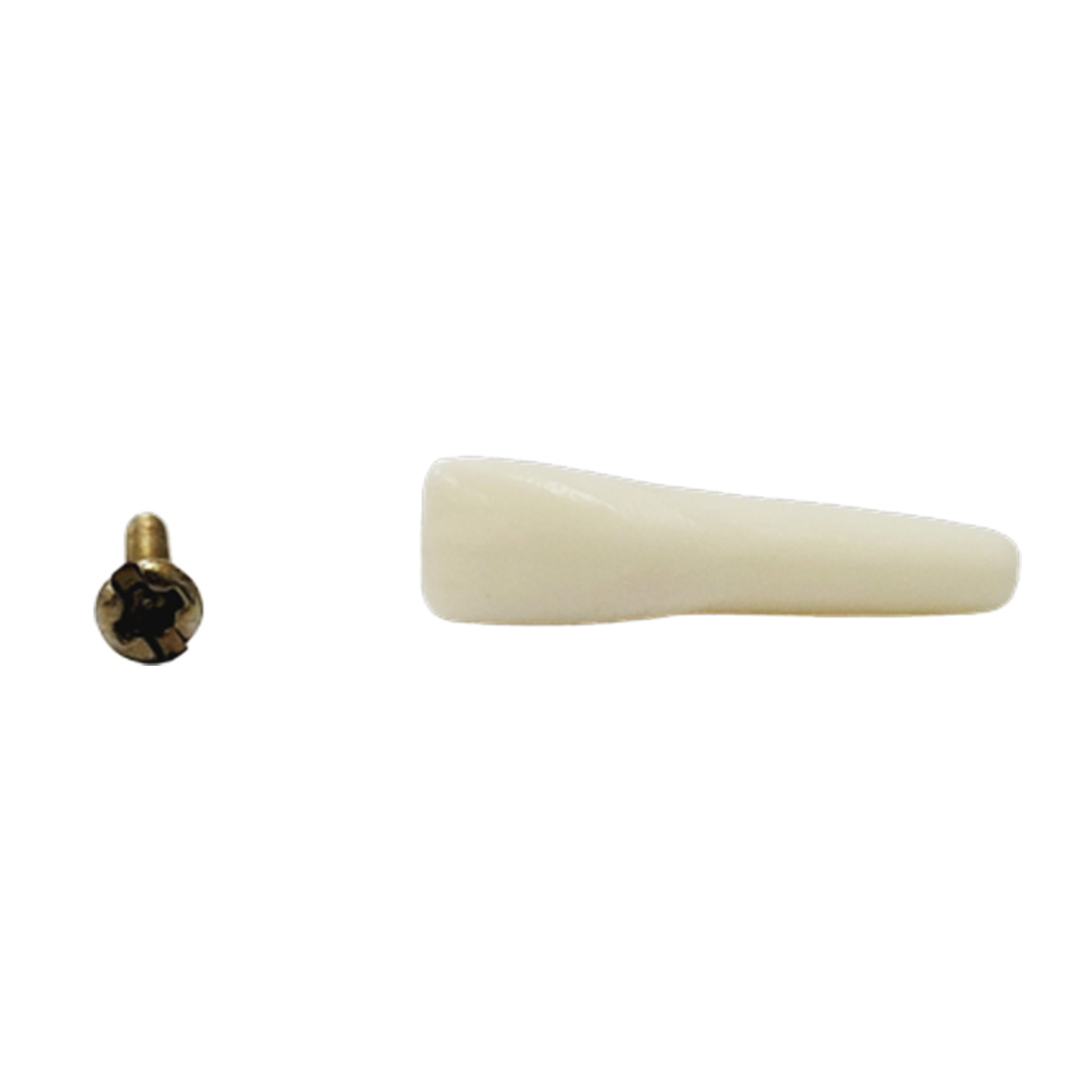 API Lower Right Lateral Incisor Typodonts Individual-B561-42