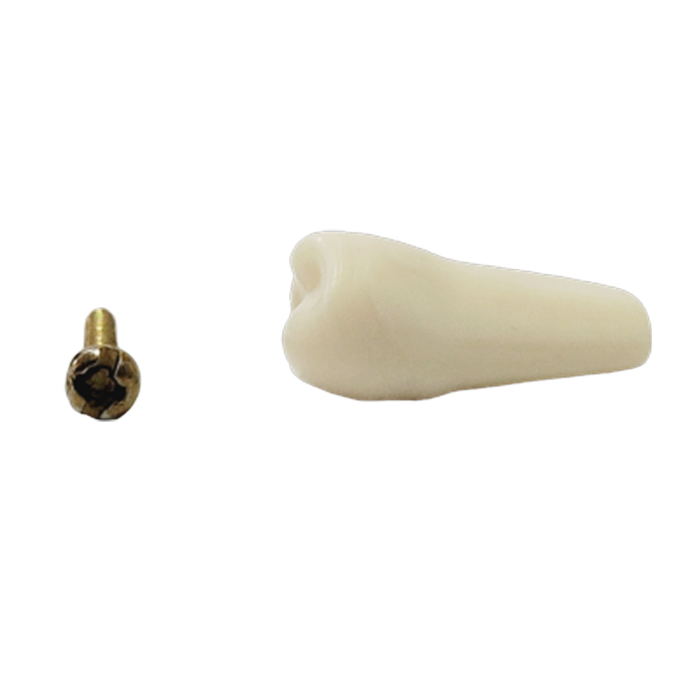API Lower Right Second Premolar Typodonts Individual-B561-45
