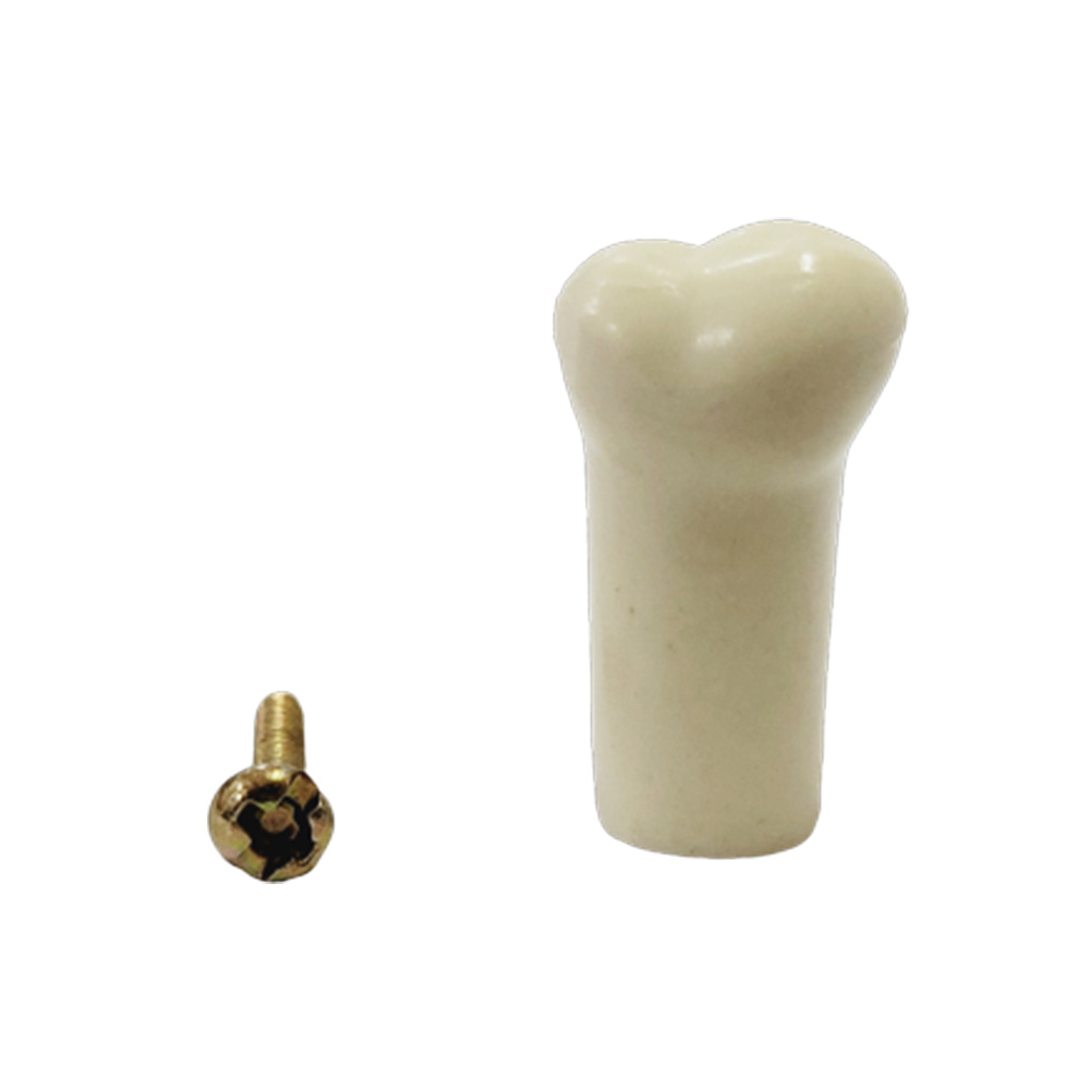 API Upper Left Decidious Second Molar Typodonts Individual FZ (Pedo) #65