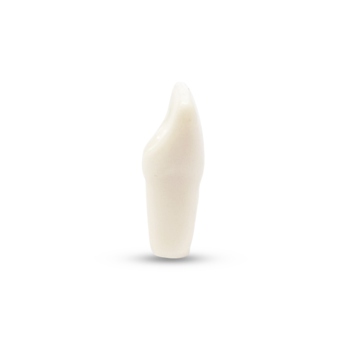 Columbia Dentoform Typodont Ivorine Teeth (T-560 #10)