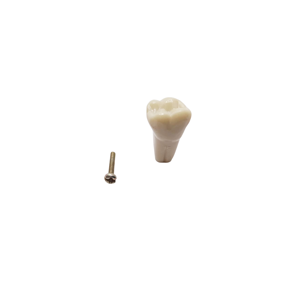 Columbia Dentoform Typodont Ivorine Teeth (T-560 #15)