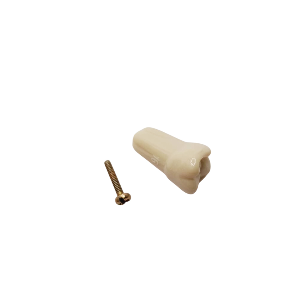 Columbia Dentoform Typodont Ivorine Teeth (T-560 #16)