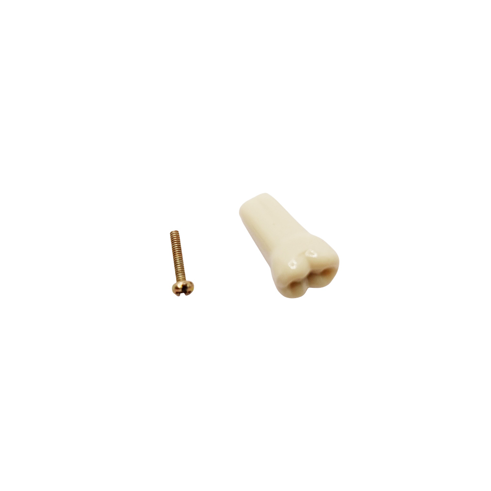 Columbia Dentoform Typodont Ivorine Teeth (T-560 #17)