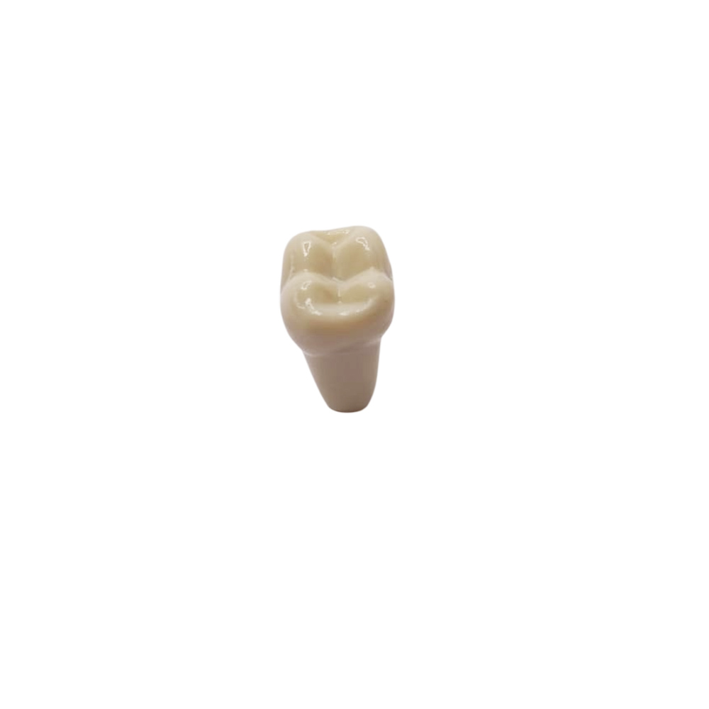Columbia Dentoform Typodont Ivorine Teeth (T-560 #18)