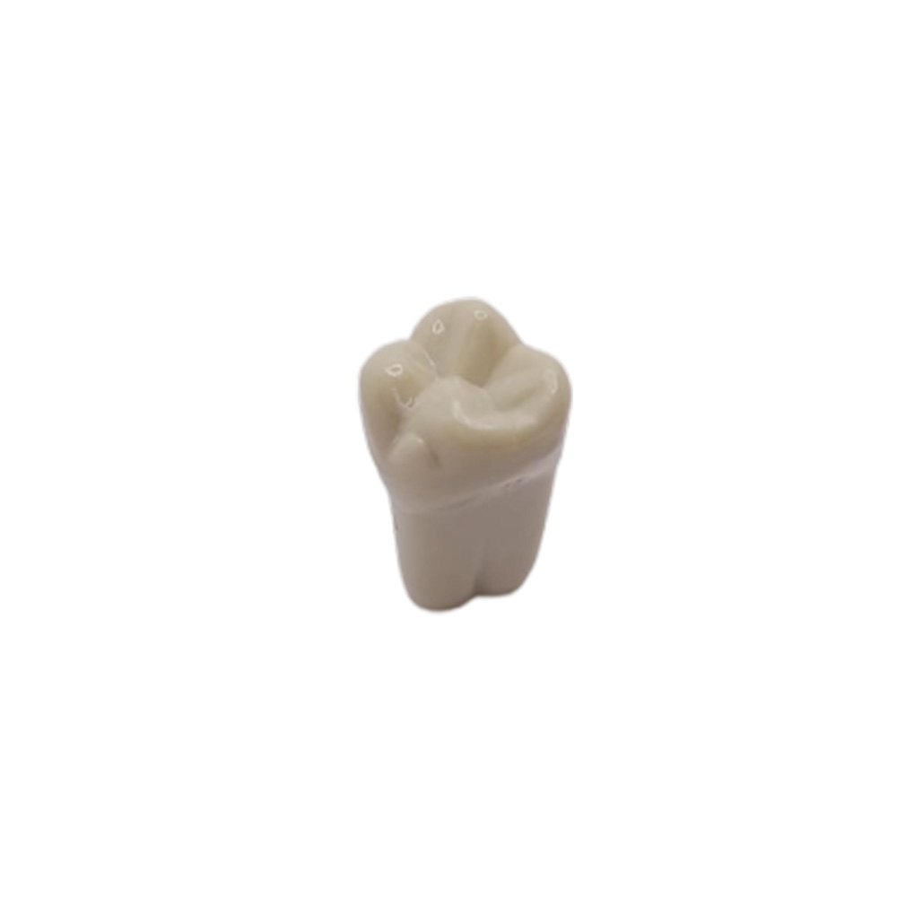 Columbia Dentoform Typodont Ivorine Teeth (T-560 #3)