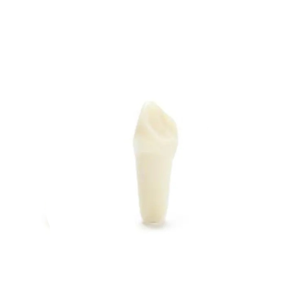 Columbia Dentoform Typodont Ivorine Teeth (T-560 #7)