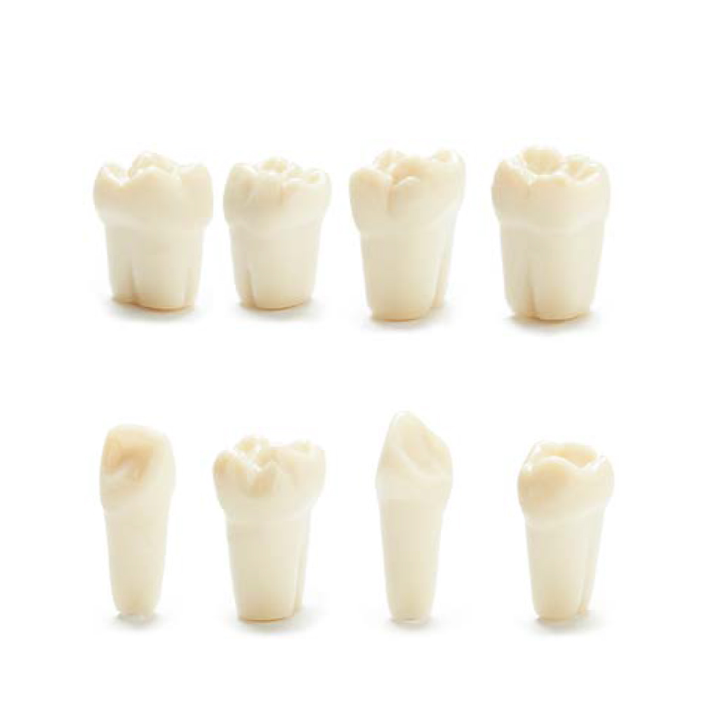Columbia Dentoform Typodont Ivorine Teeth T-560
