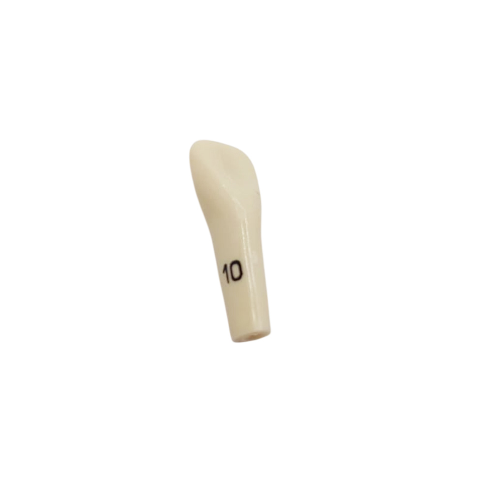 Columbia Dentoform Typodont Ivorine Teeth (T-860 #10)