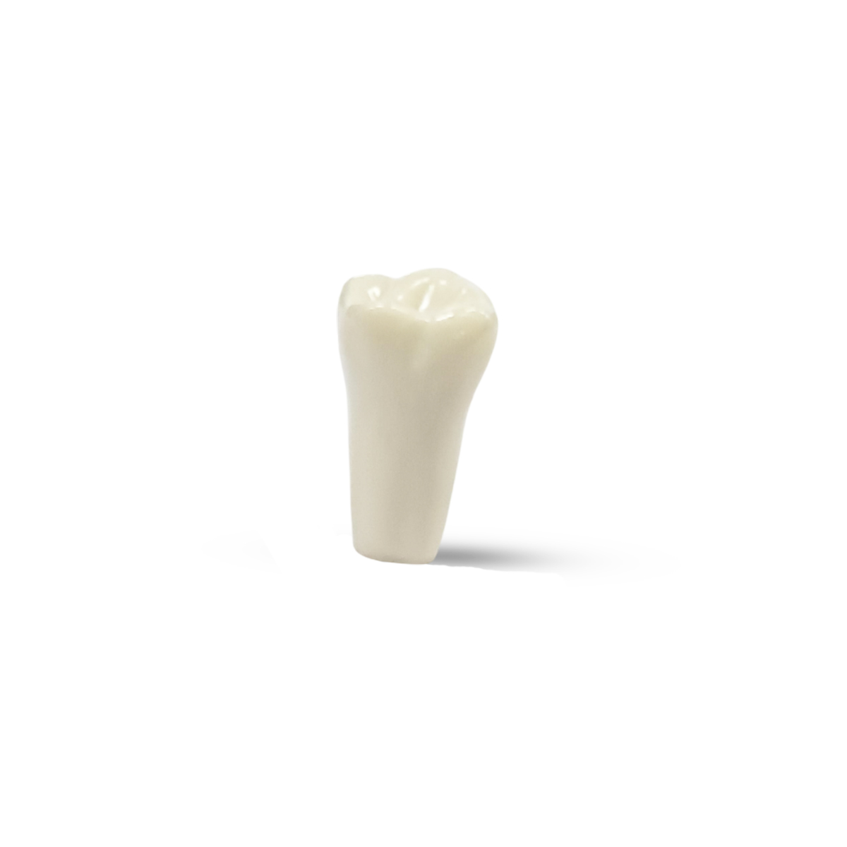 Columbia Dentoform Typodont Ivorine Teeth (T-860 #14)