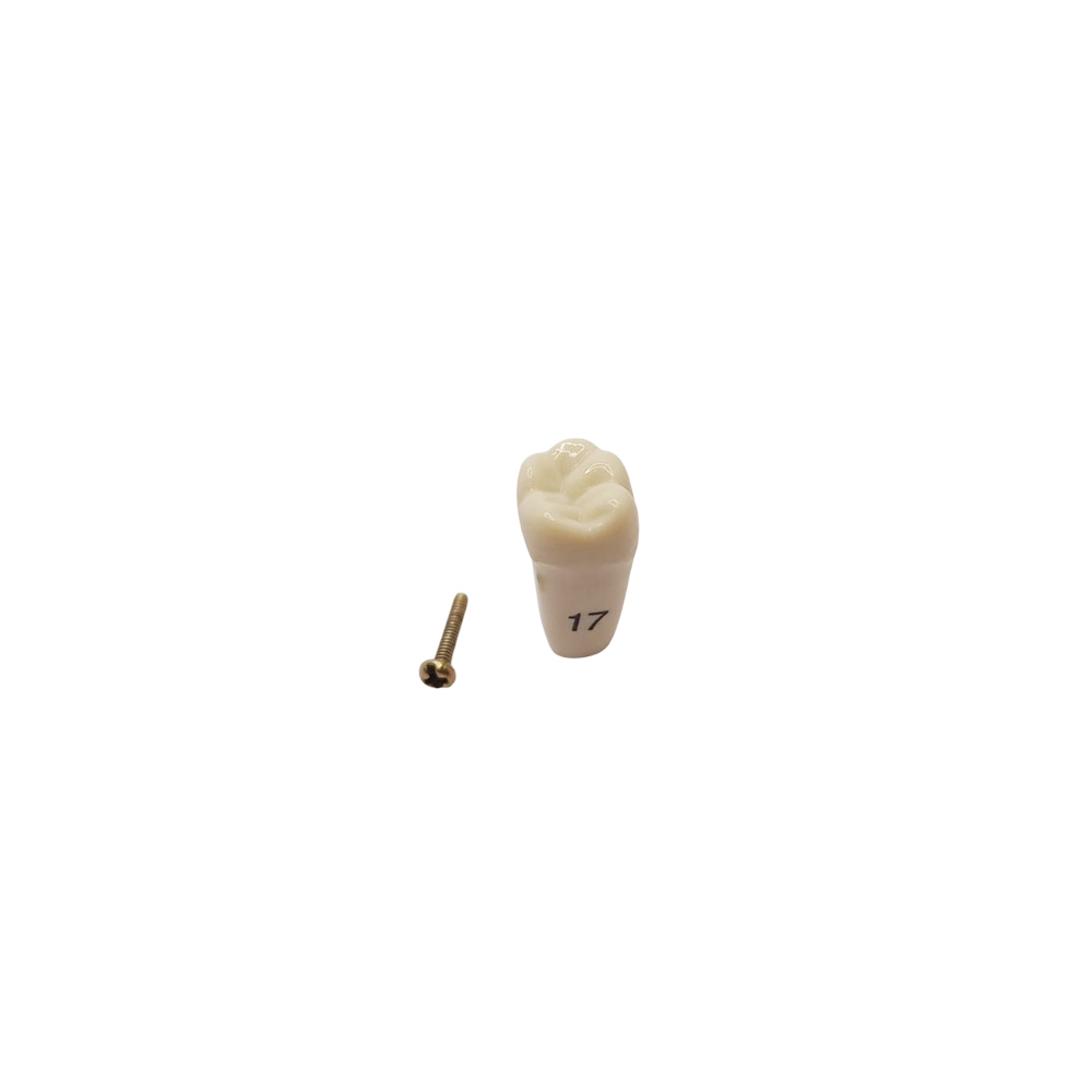 Columbia Dentoform Typodont Ivorine Teeth (T-860 #17)