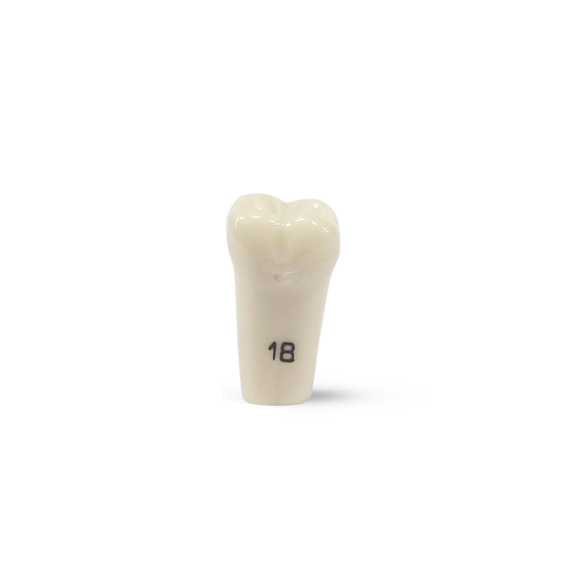 Columbia Dentoform Typodont Ivorine Teeth (T-860 #18)