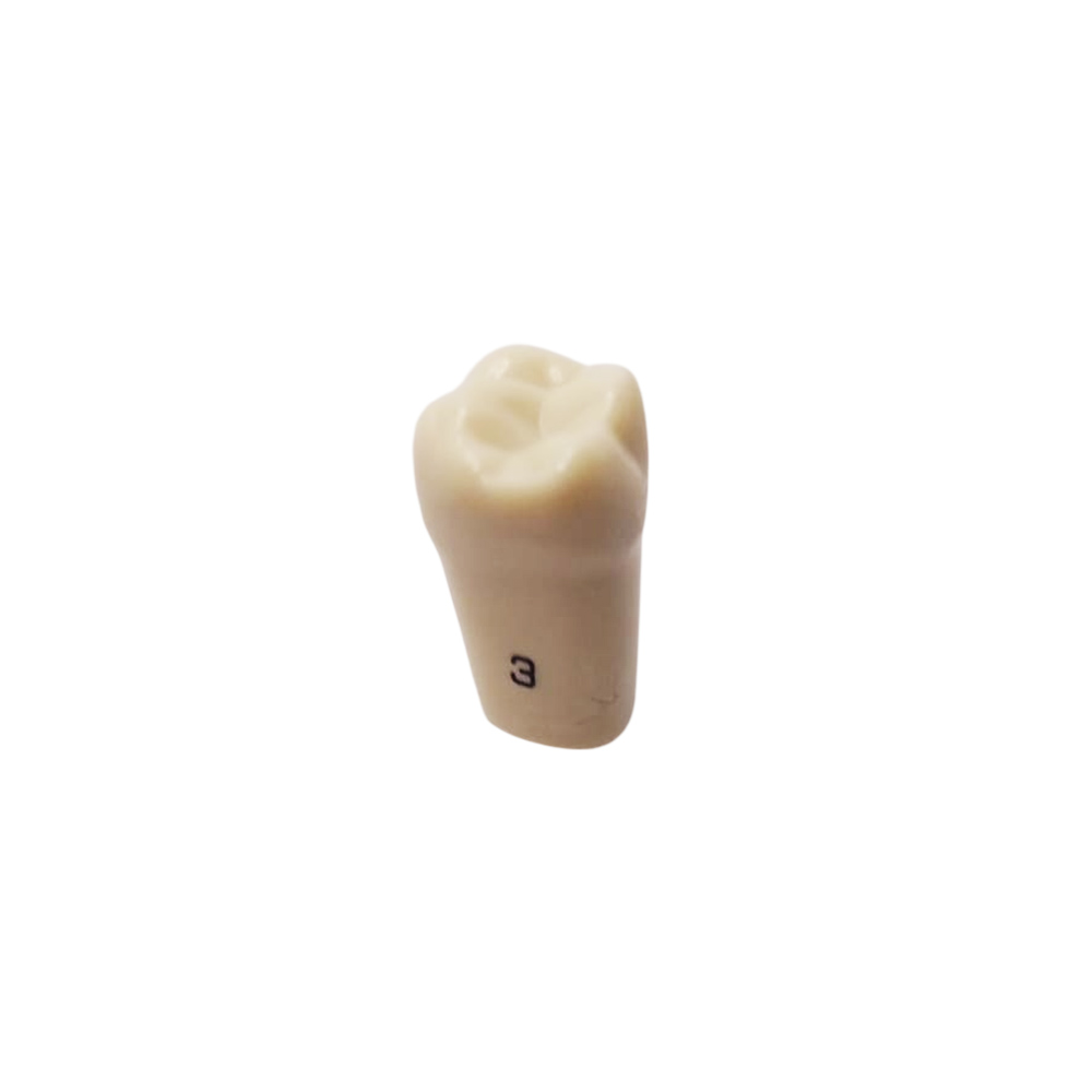 Columbia Dentoform Typodont Ivorine Teeth (T-860 #3)