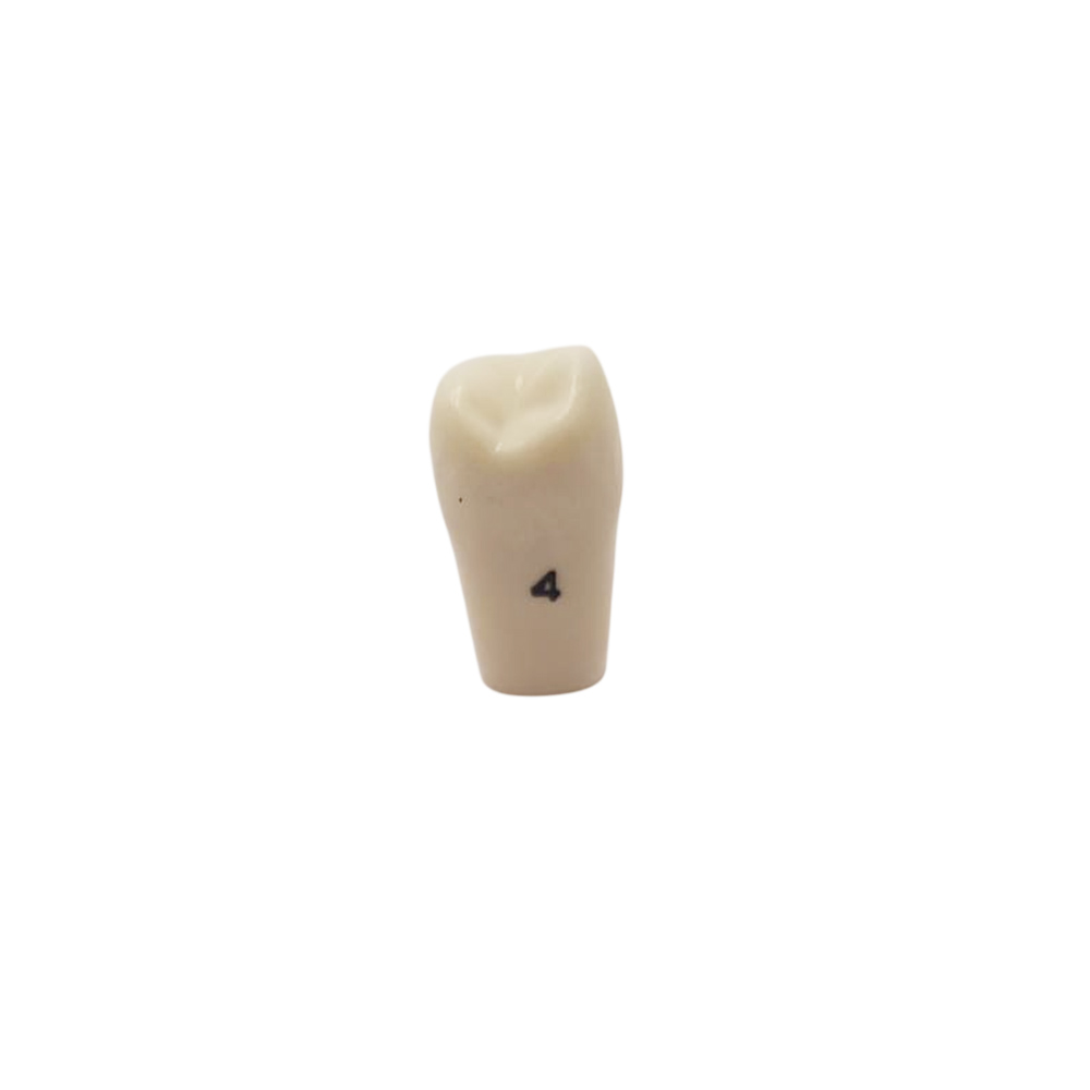 Columbia Dentoform Typodont Ivorine Teeth (T-860 #4)