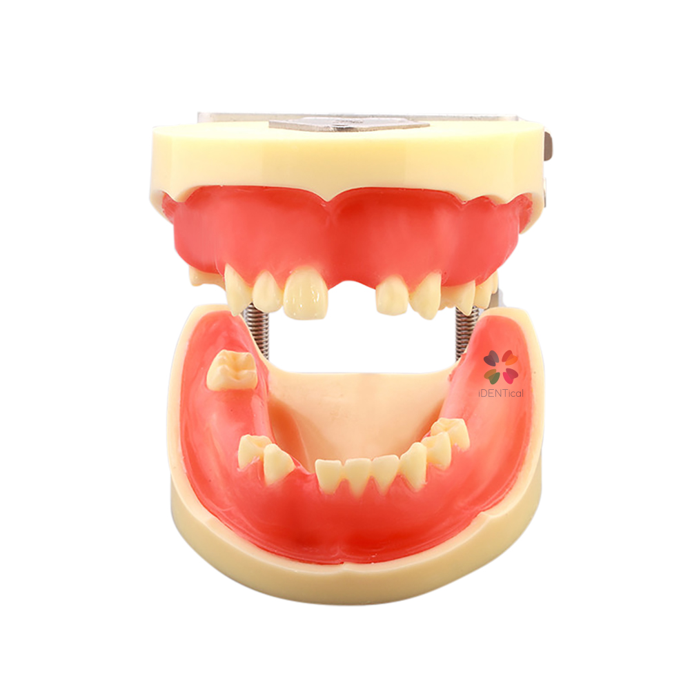 iDENTical Dental Implant Practicing Model With Articulator - M2002