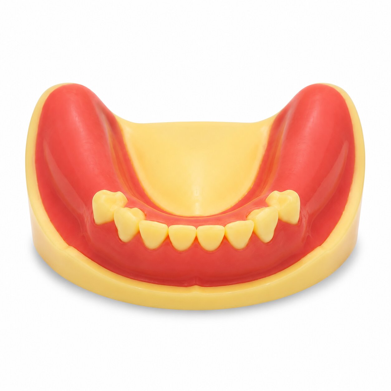 iDENTical Dental Implant Practicing Model Mandible M2009