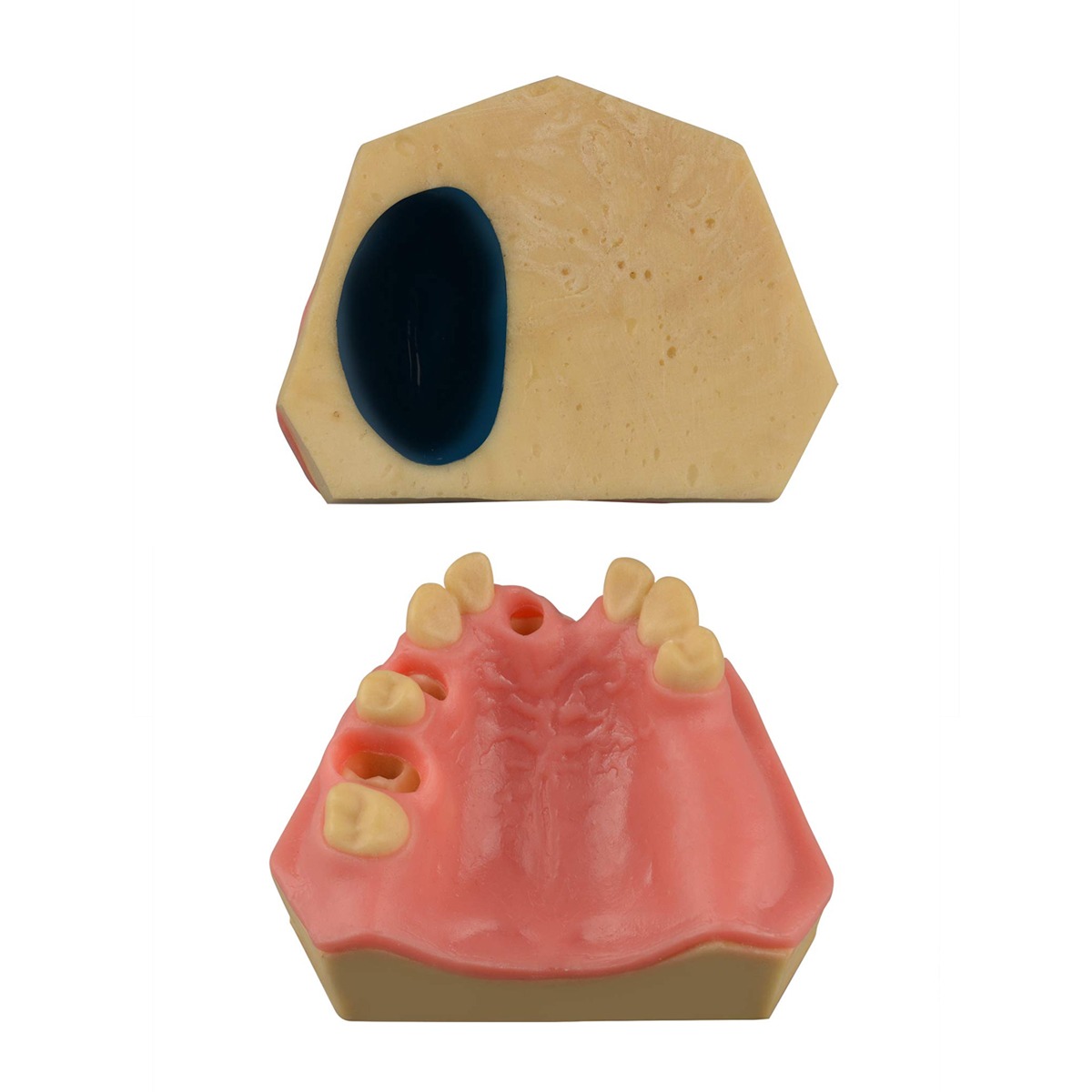 iDENTical Immediate Implant Practice Model With Sinus & Extraction Sockets M2044