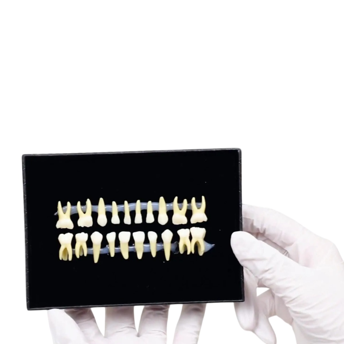 iDENTical Individual Deciduous Model Teeth - Set of 20 M7020