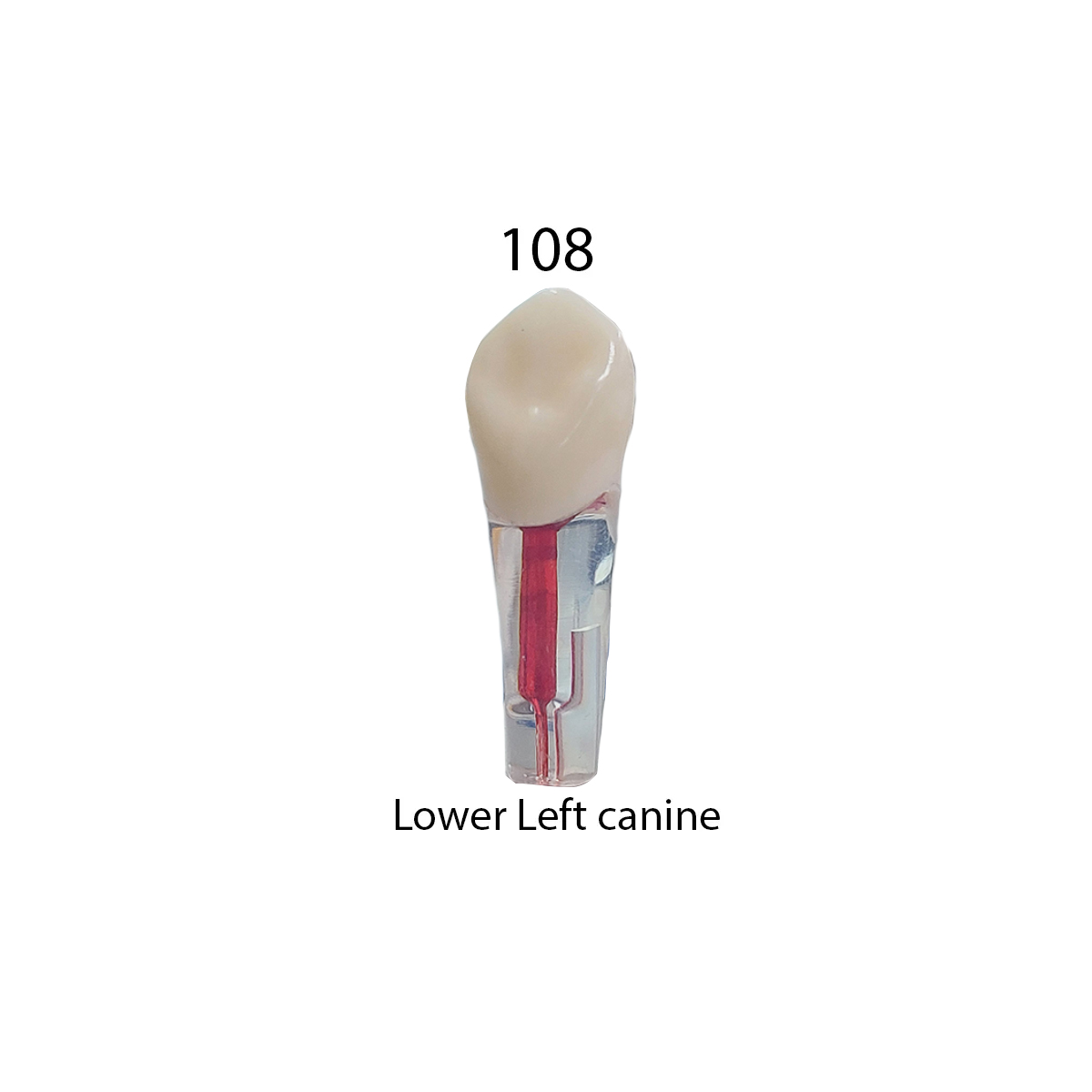 iDENTical Root Canal Treatment Practice Model - 108