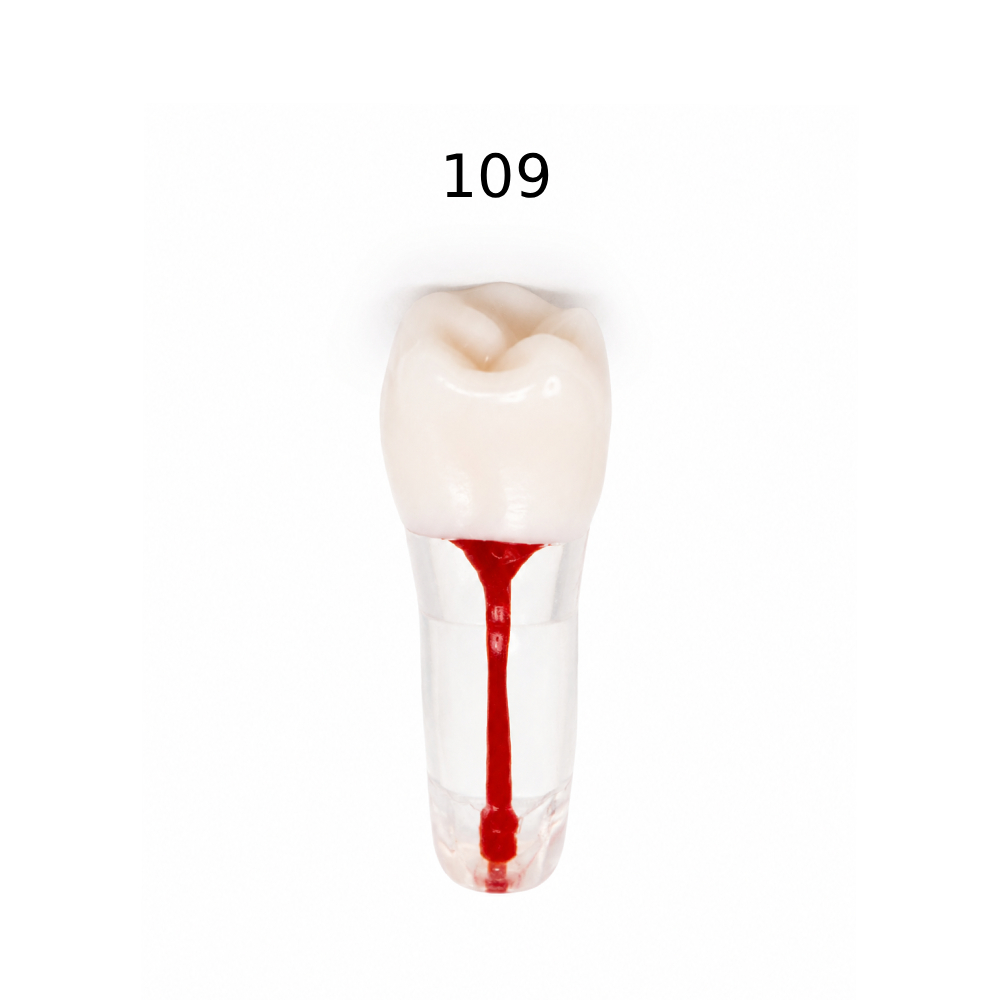 iDENTical Root Canal Treatment Practice Model - 109