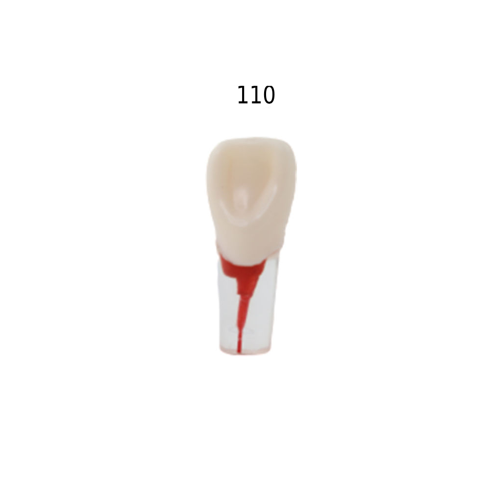 iDENTical Root Canal Treatment Practice Model - 110