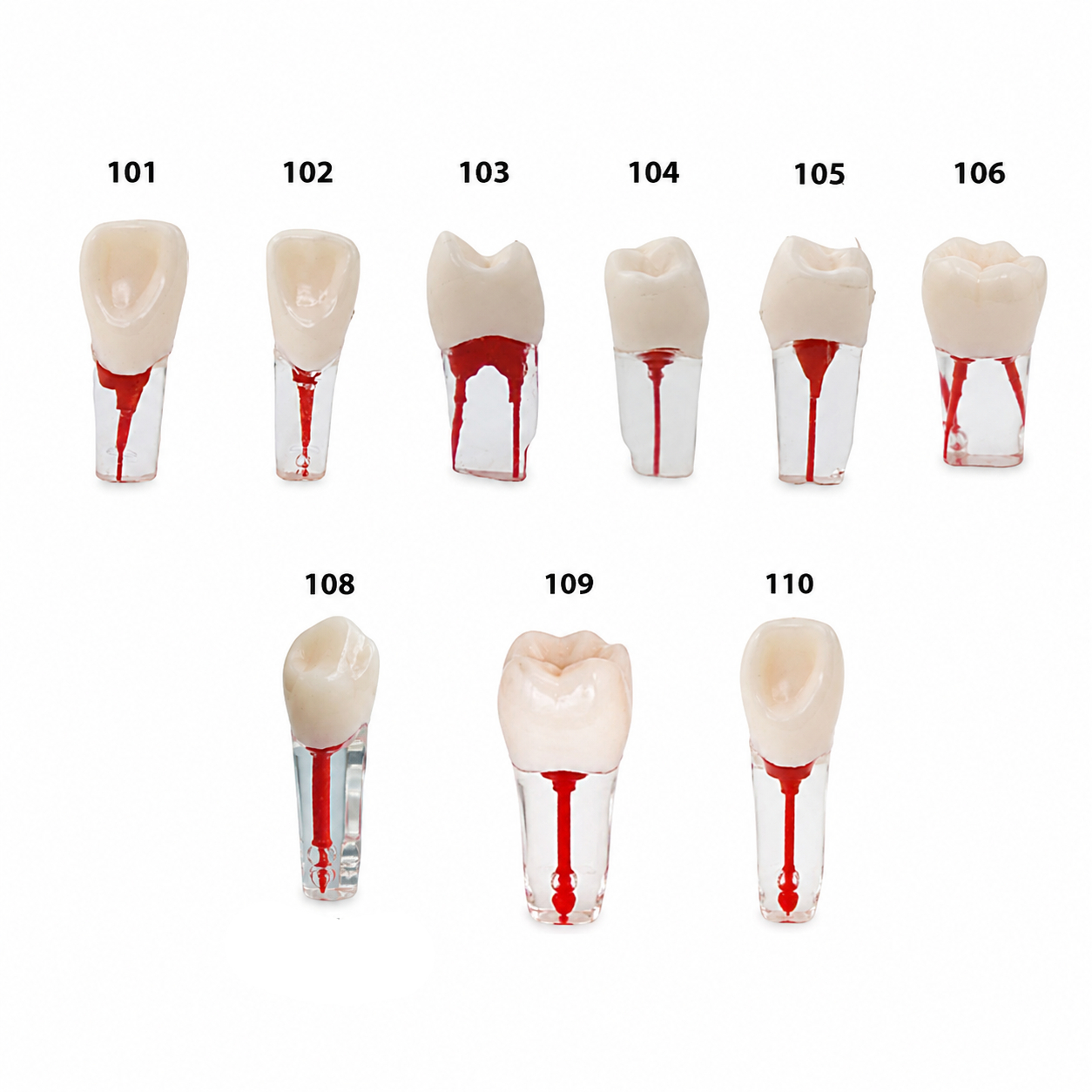 iDENTical Root Canal Treatment Practice Models
