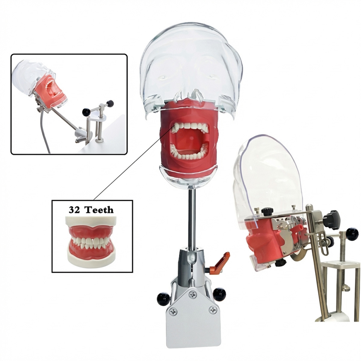 iDENTical Table Mount Portable Dental Manikin (TJ-MA02)
