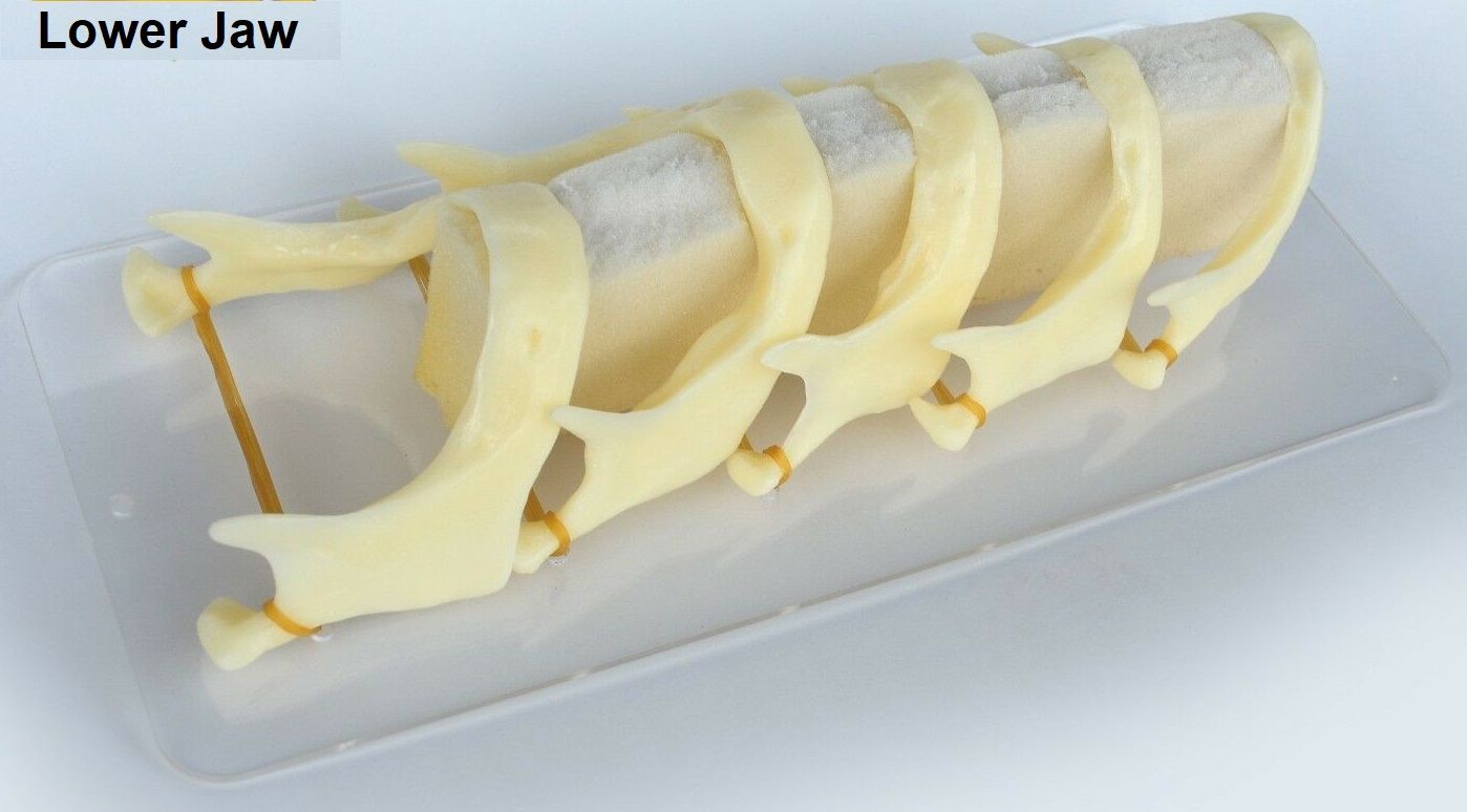 iDENTical The Development of Lower Jaw Model M5002-L