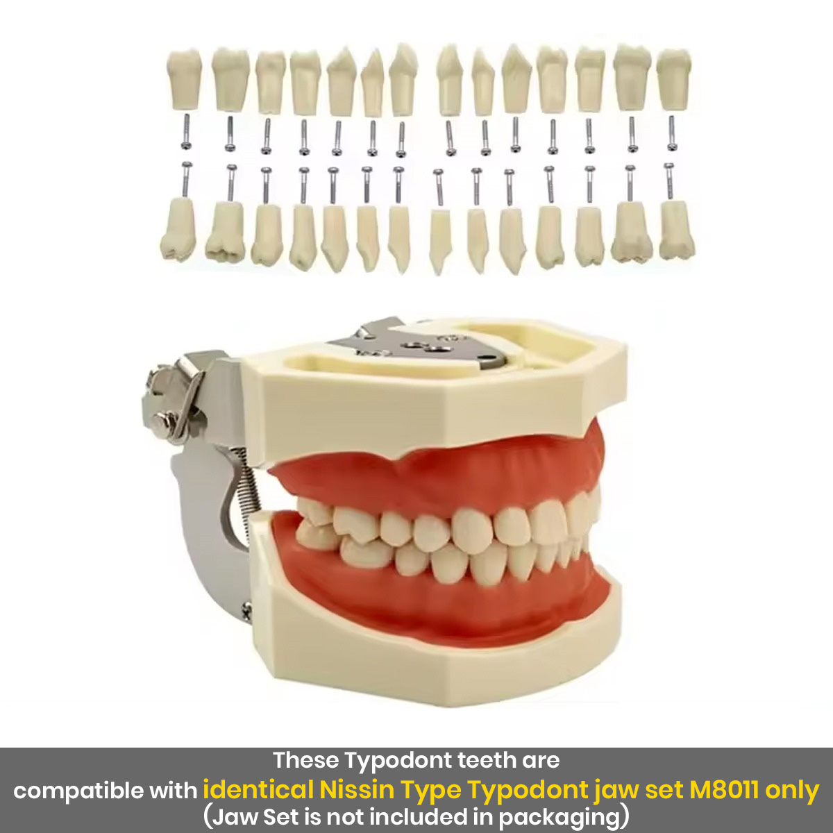 iDENTical Typodonts For Nissin Type Jaw Set - Individual (Compatible With Nissin M8011 Typodont Only)