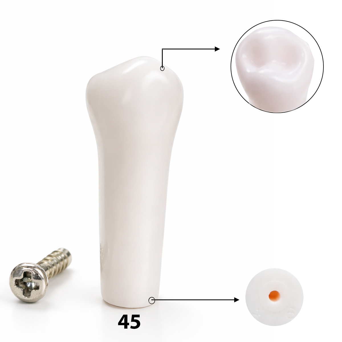 iDENTical Typodonts Lower Left  Second Premolar For Nissin Type Jaw Set TJMA09 - Individual - 45