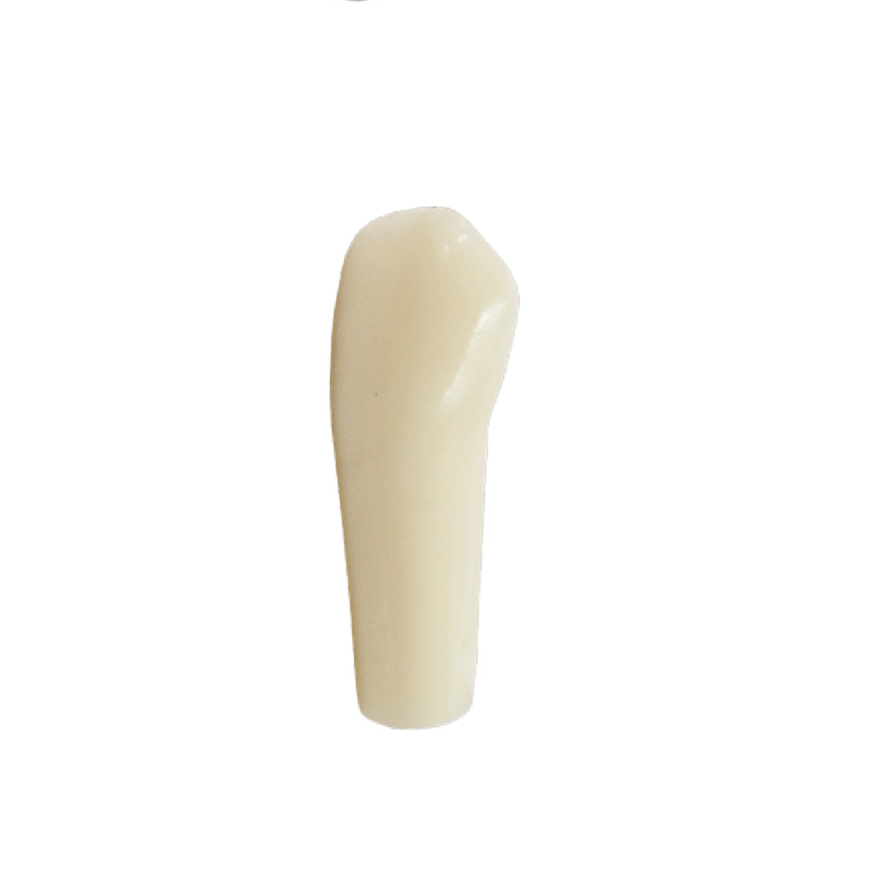 iDENTical Typodonts Lower Left Canine For Frasaco Type Jaw Set Individual M8022 - 33
