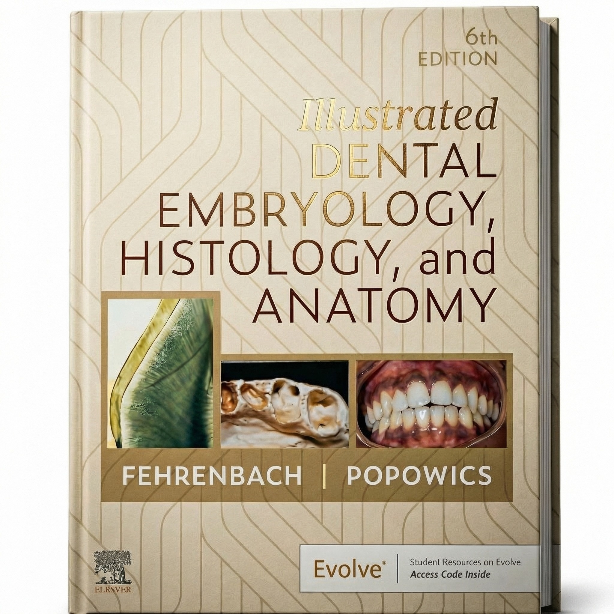Illustrated Dental Embryology, Histology, And Anatomy 6th Edition 2025 | Fehrenbach | ISBN 104244