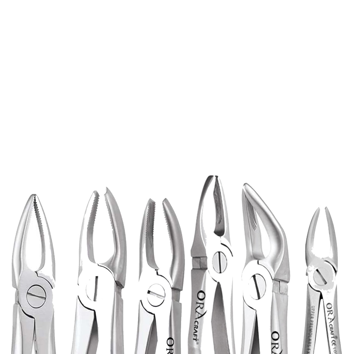 Oracraft  Extraction Forceps Standard